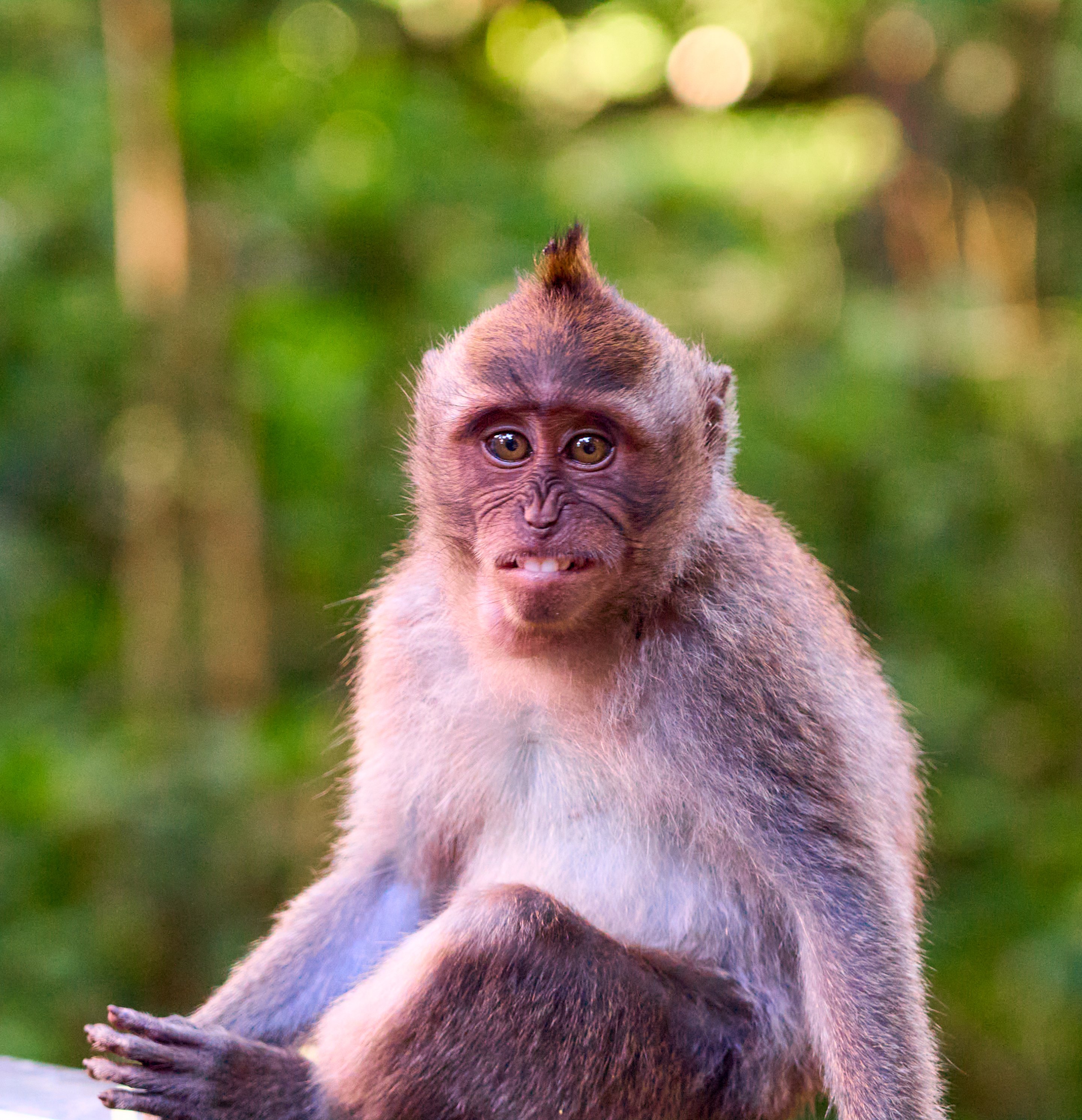 Macaque sitting and looking directly at the camera with a blurred green landscape in the background.