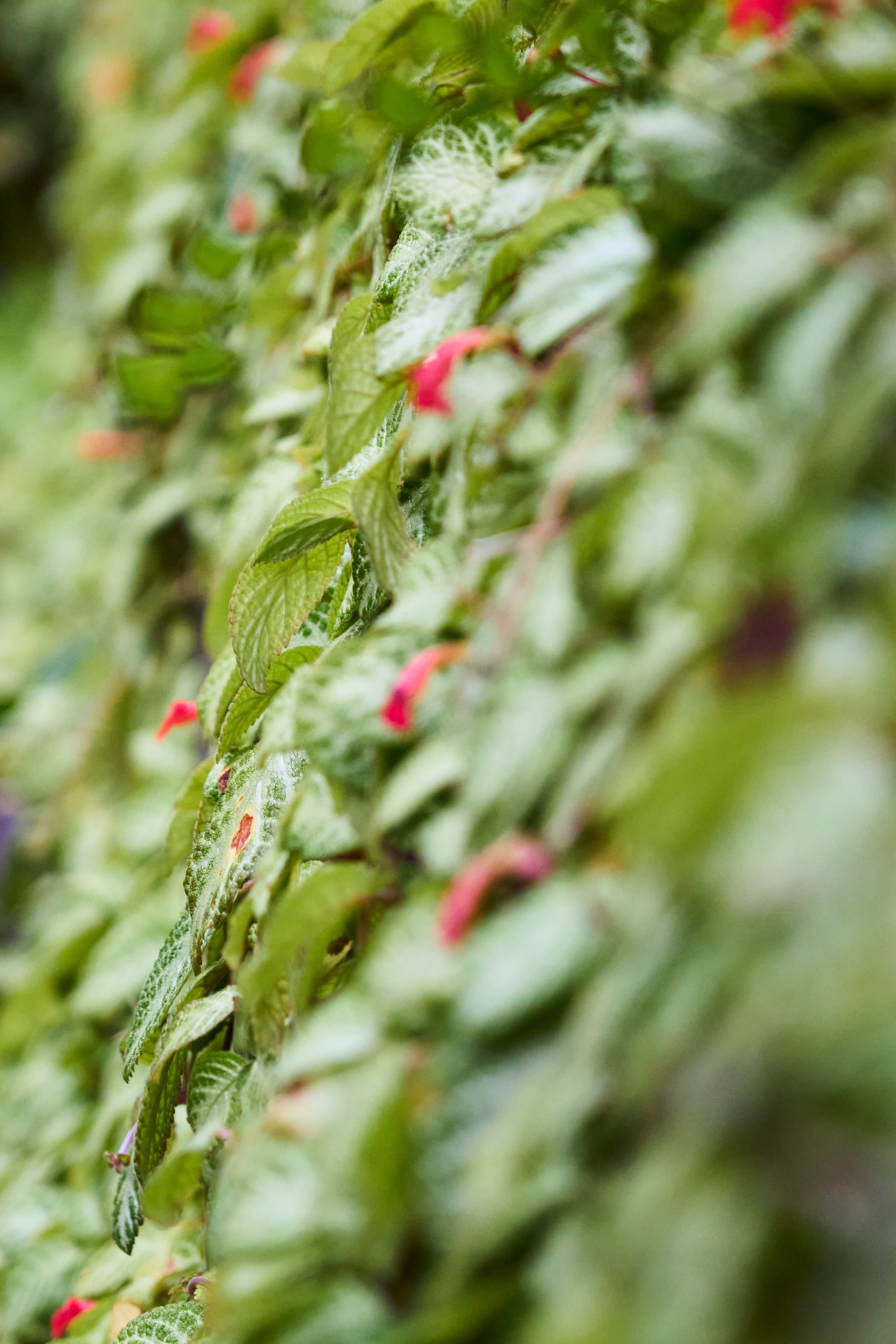 Close-up of a weathered textured surface covered in moss and lichen with scattered small red flowers, shot with shallow depth of field.