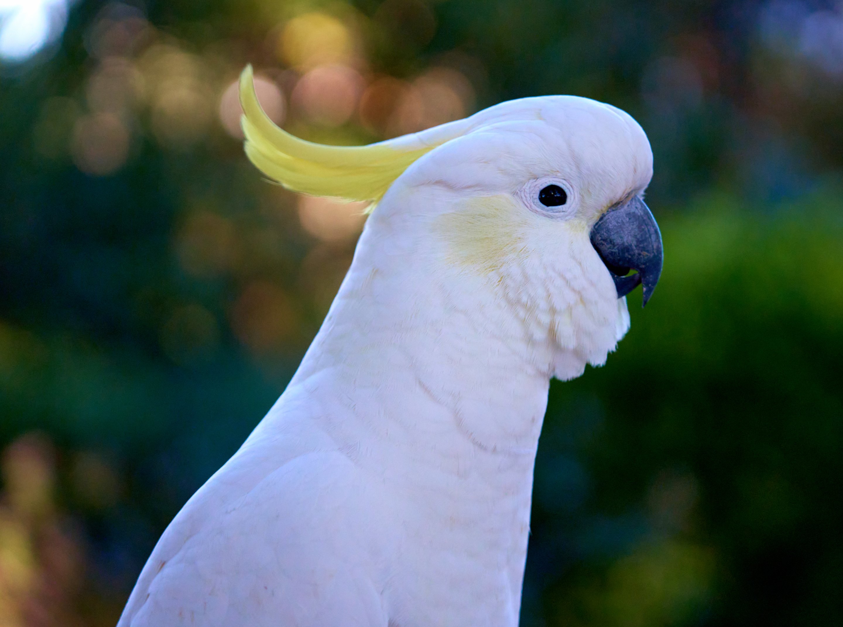 White Sulphur-crested cockatoo in profile with yellow crest raised, black eye and beak, blurred green foliage background.