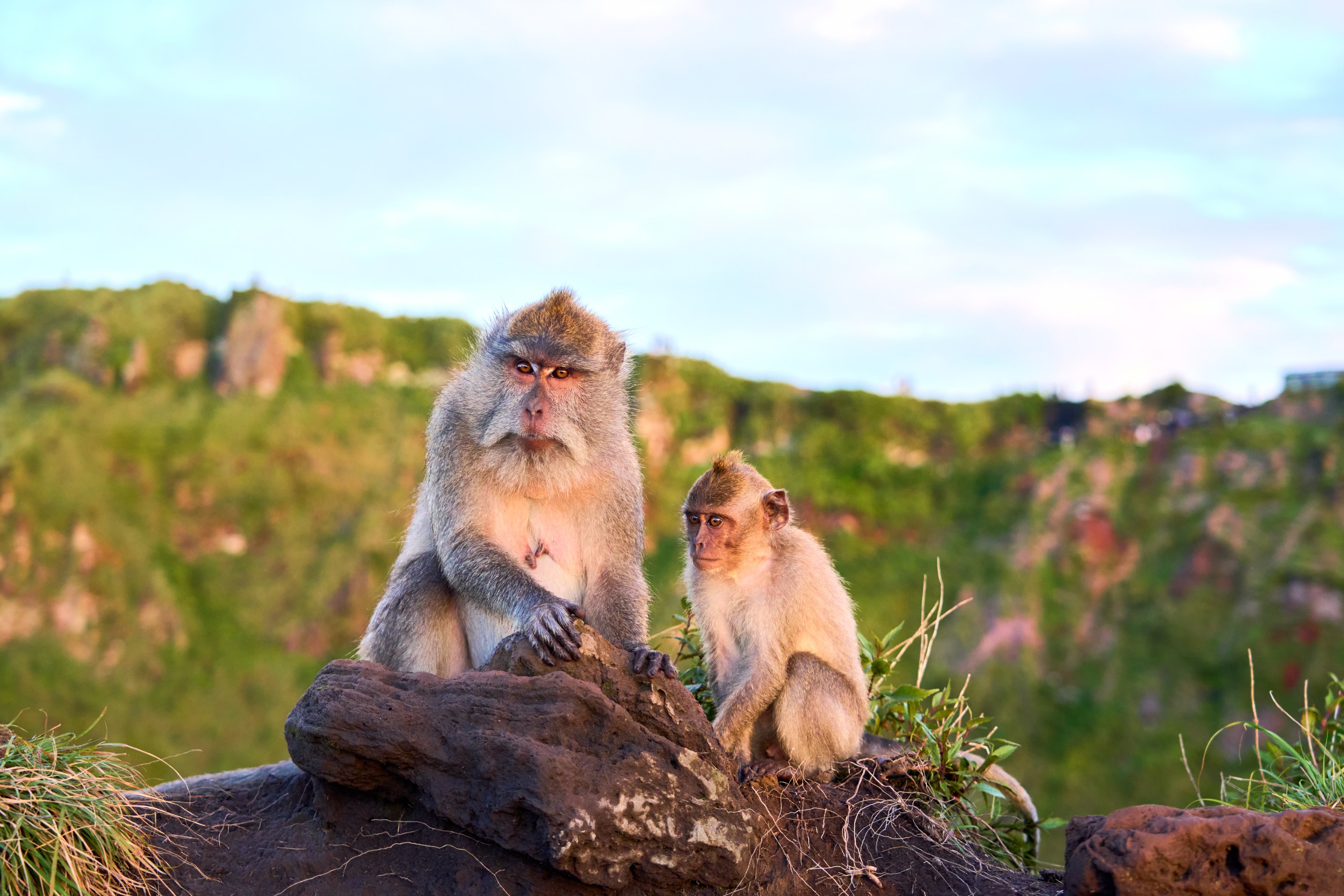 Group of macaques sitting on a rock in a natural landscape with green hills and vegetation in the background.
