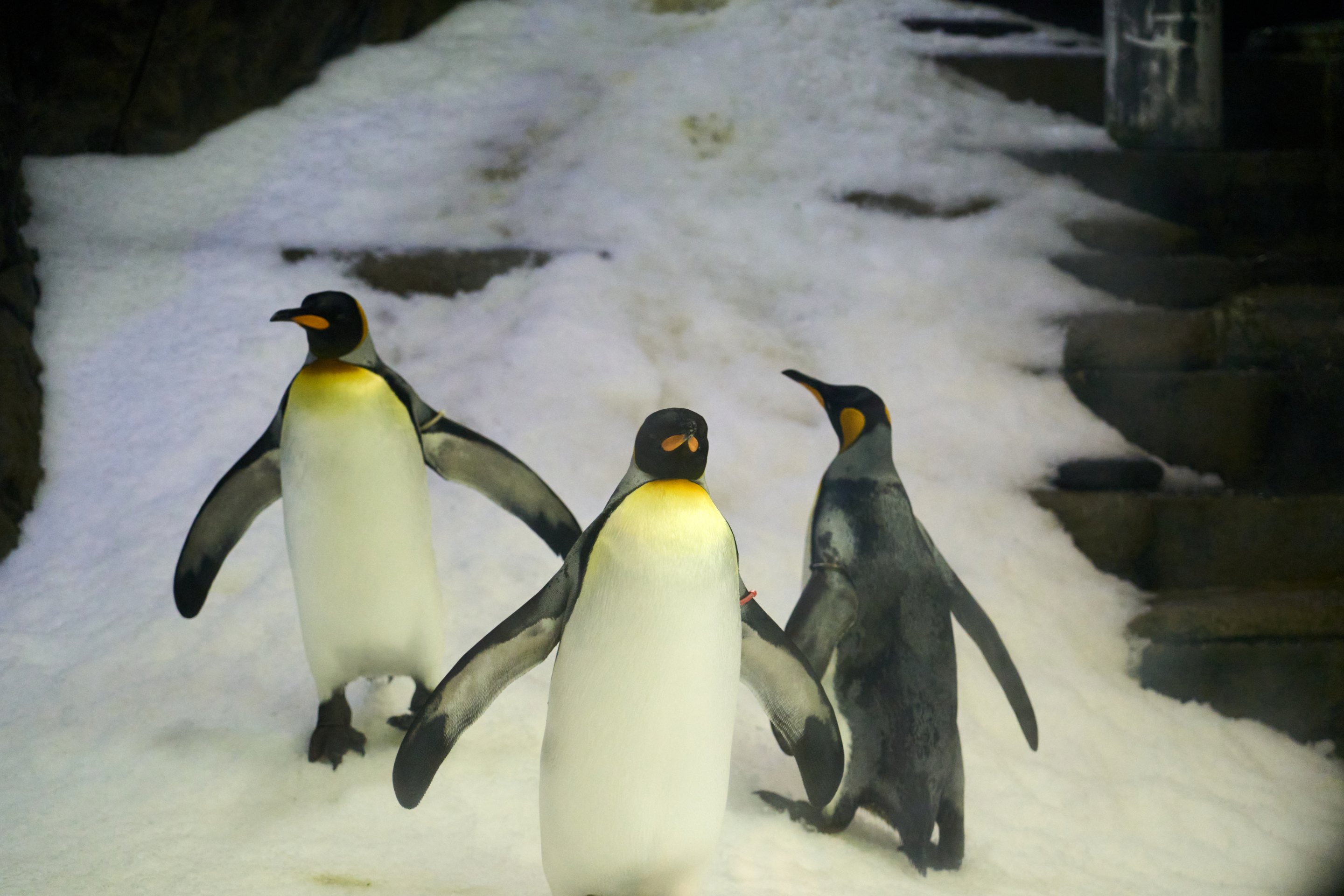 Three king penguins standing on snow in a dimly lit indoor enclosure, one facing away and two facing the camera.