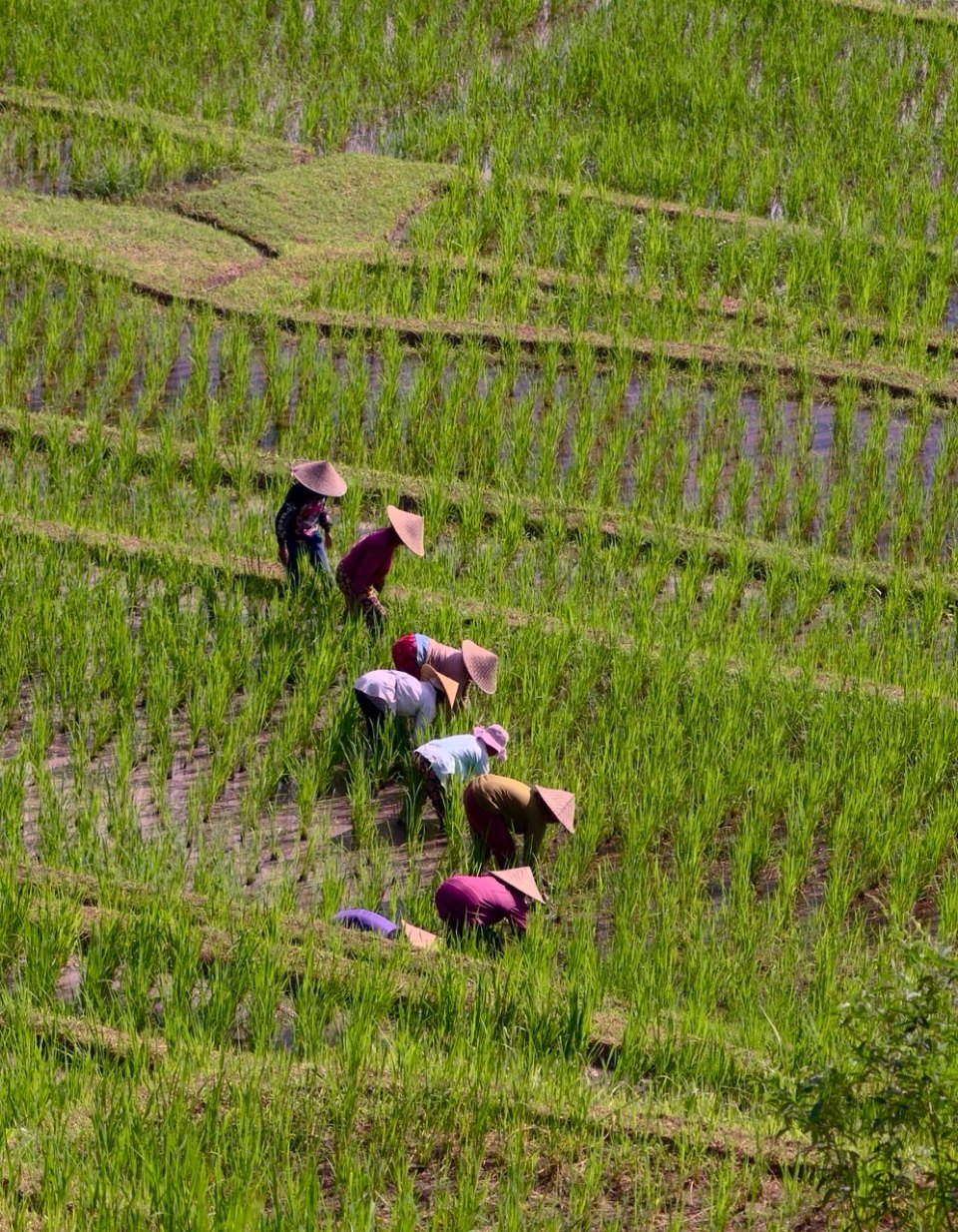 Aerial view of stepped rice terraces with workers scattered across the bright green fields, some wearing purple or red clothing.