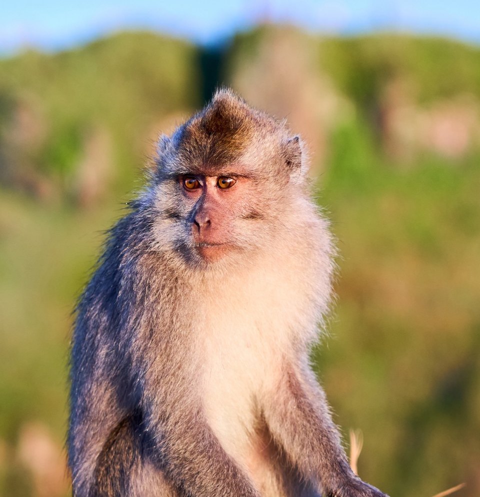 Close-up portrait of a macaque's face looking directly at the camera with detailed fur texture and a blurred natural background.