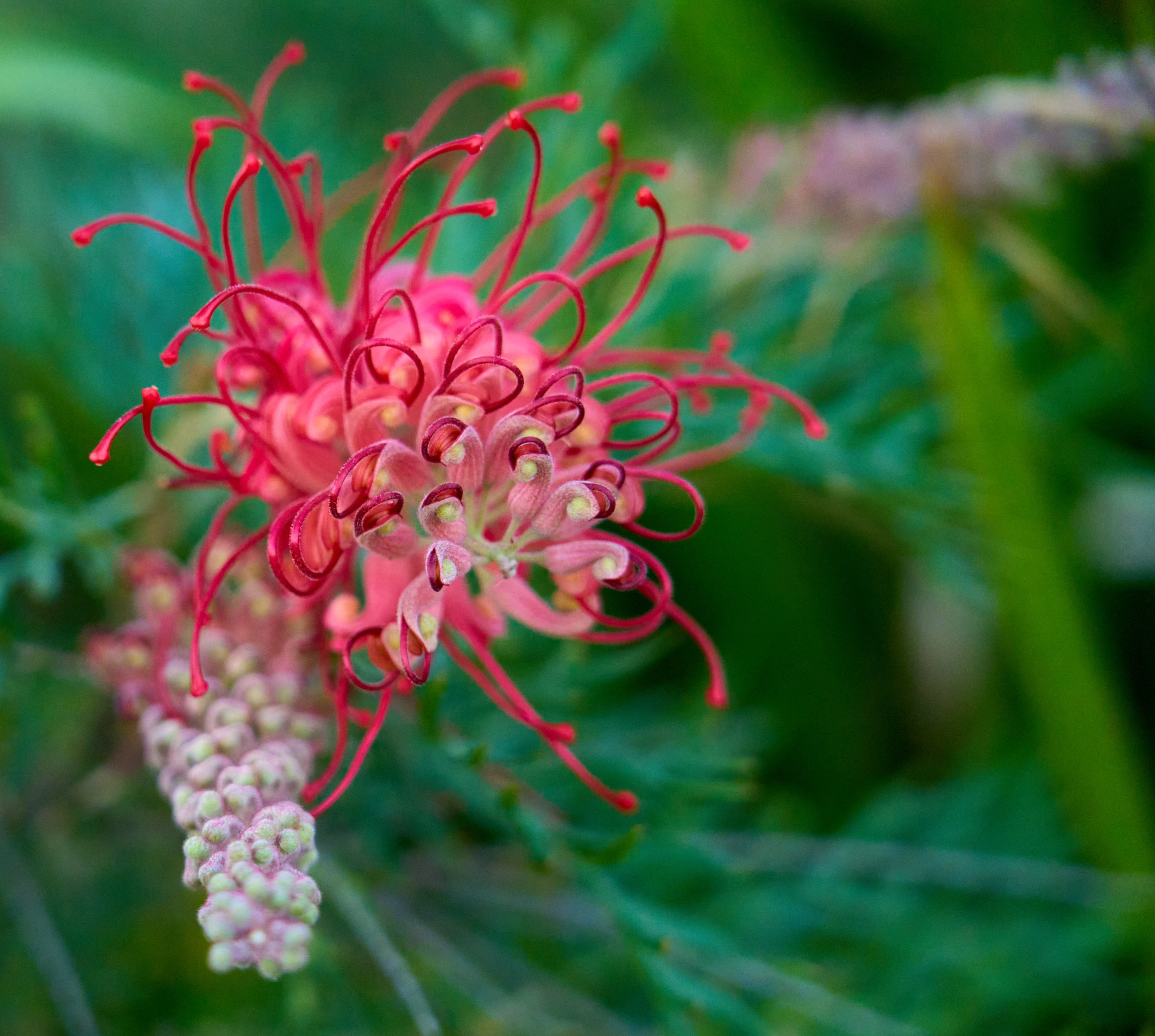 Close-up of a red grevillea flower with thin curling spidery petals against blurred green foliage.
