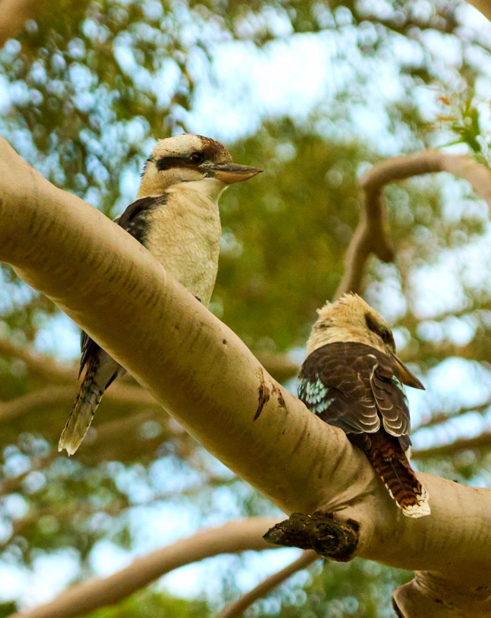 Two kookaburras perched together on a eucalyptus branch, one facing the camera and one turned away.