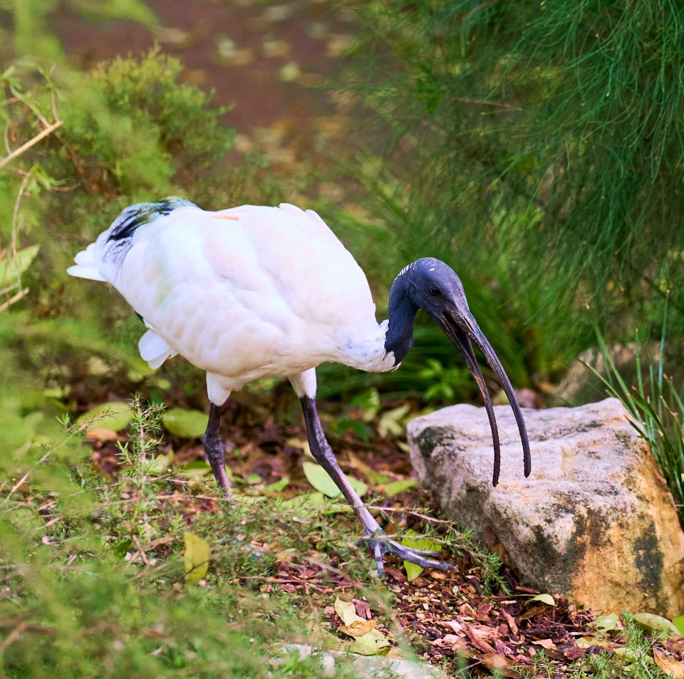 A white wading bird with a curved dark bill stands on rocky ground among green vegetation and trees in natural light.