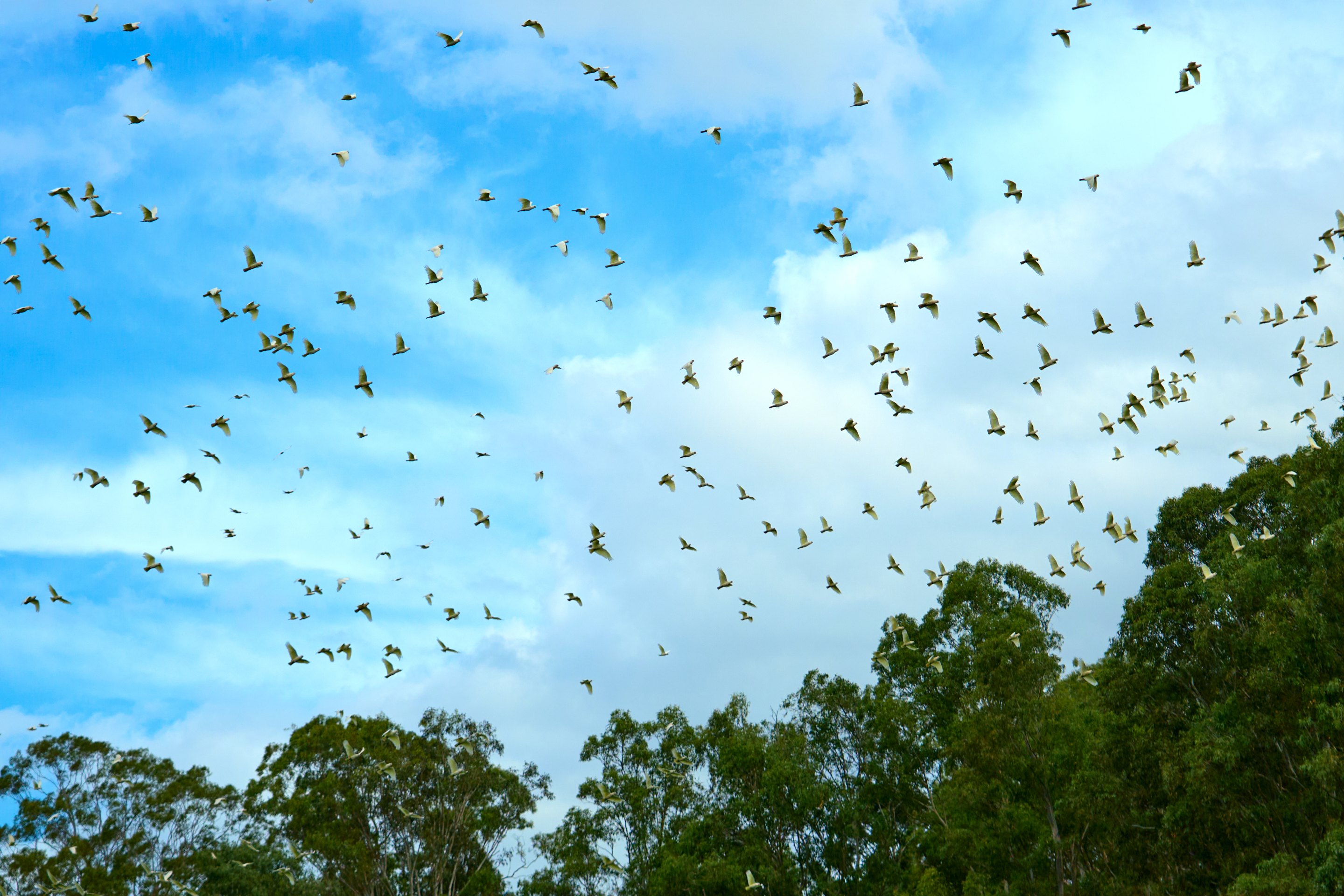Large flock of birds in silhouette scattered across a blue sky, flying over green tree canopy below.