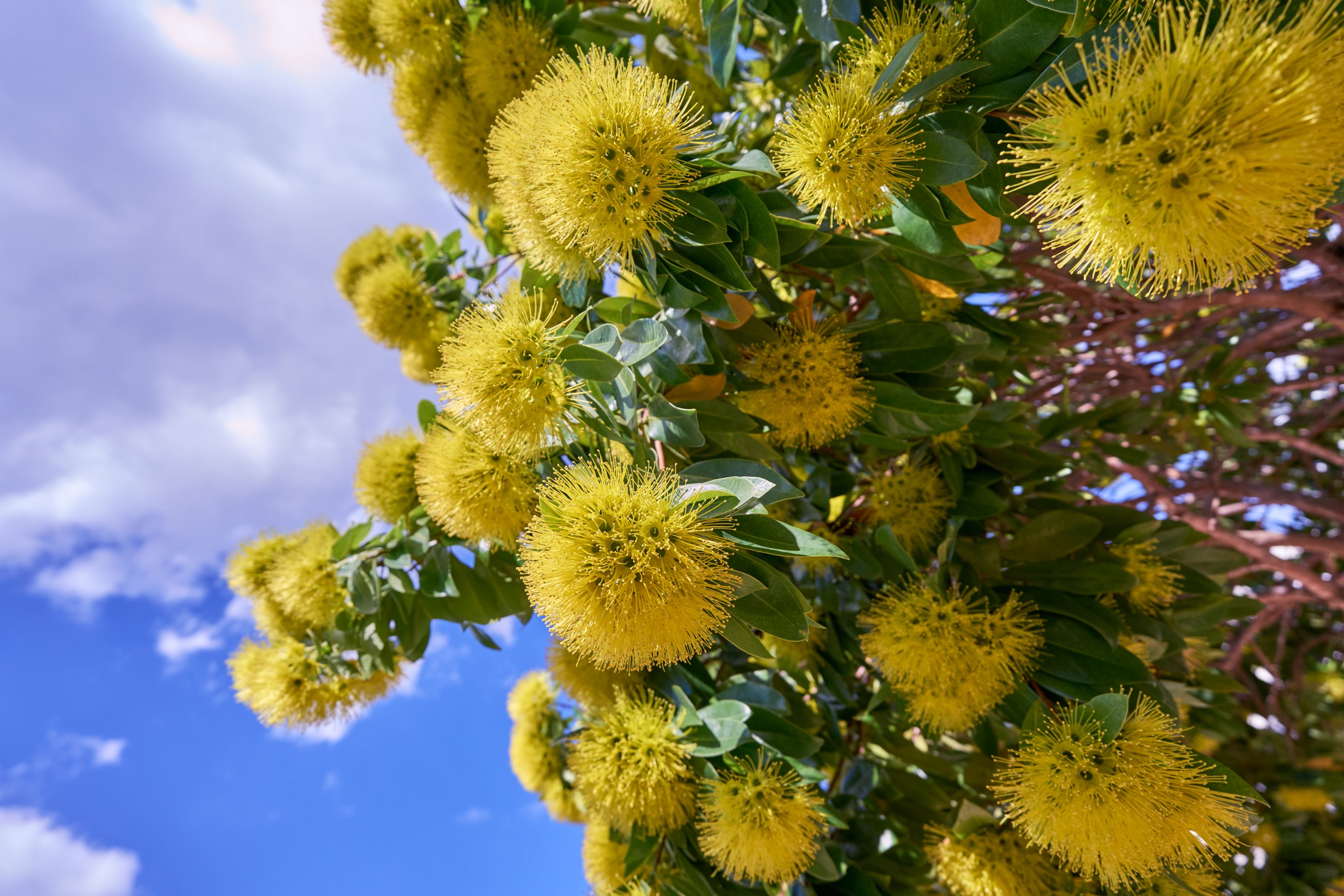 Looking up into a flowering tree with bright yellow spherical blossoms (likely wattle or acacia), green foliage, and blue sky with white clouds visible above.