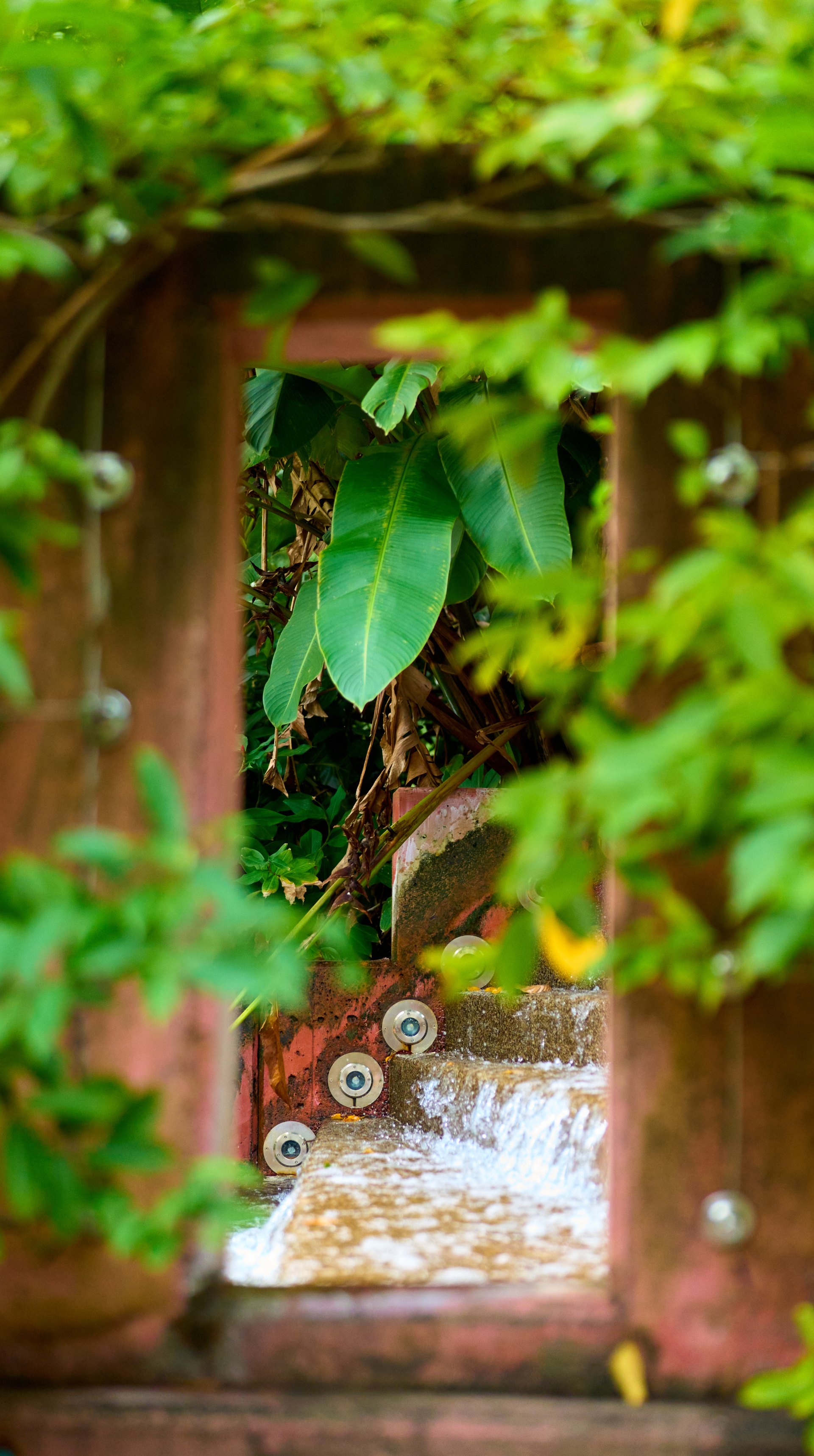 Small waterfall glimpsed through a narrow wooden frame overgrown with climbing vines and green leaves.