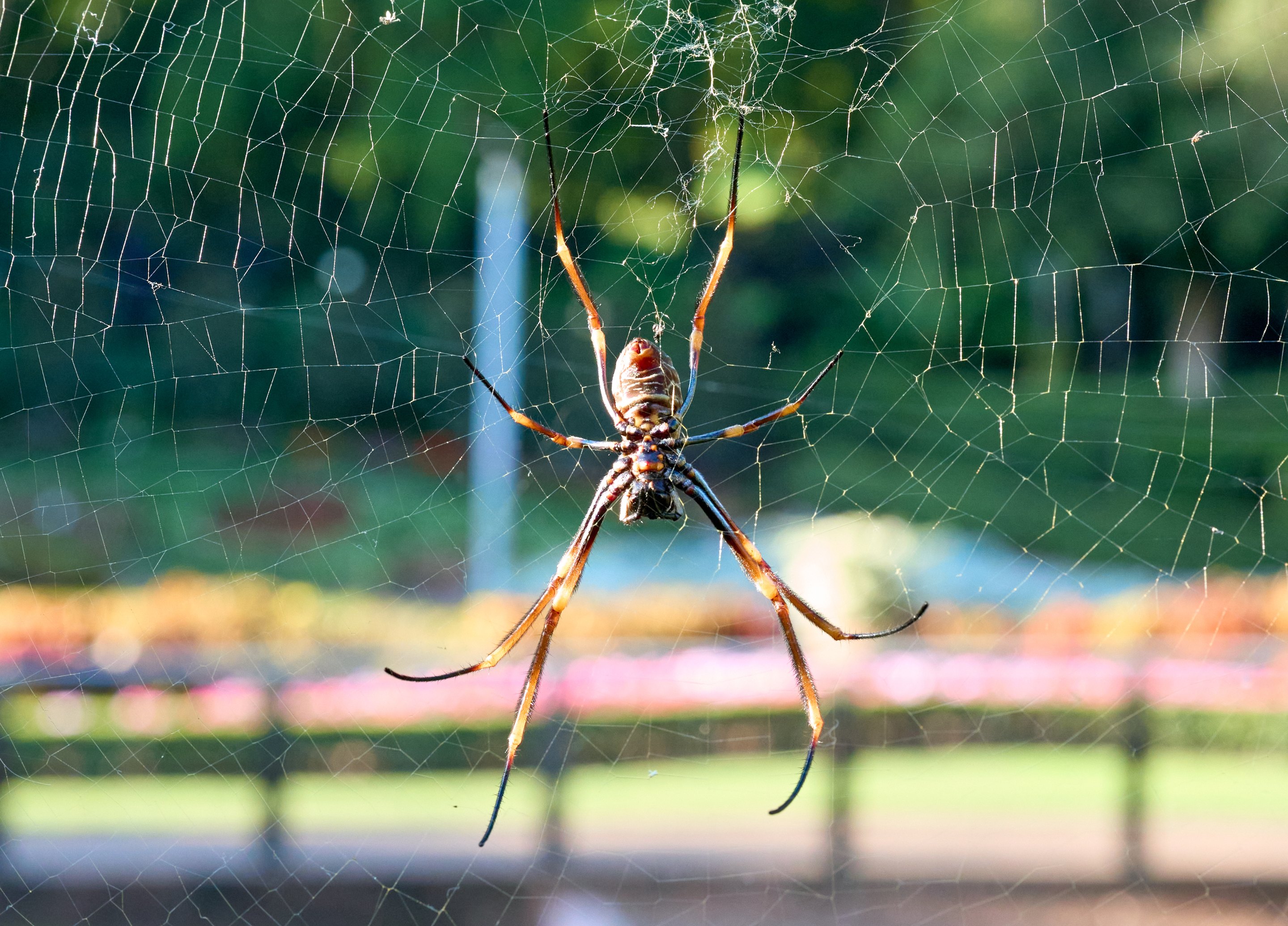 Orange-bodied spider with long legs centered on a dew-covered web, with an out-of-focus garden background.