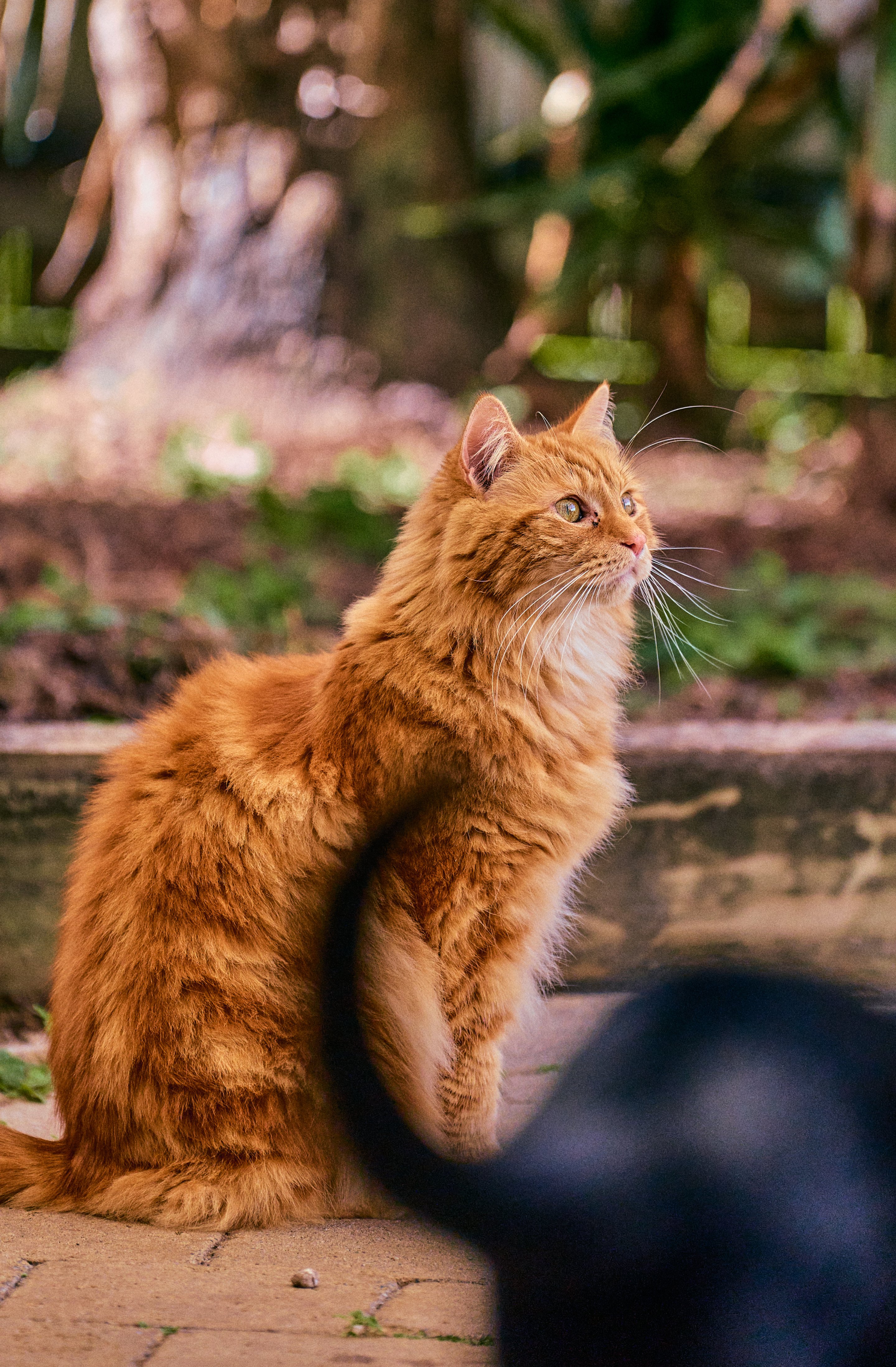 Fluffy orange cat sitting in a garden looking to the side, with a blurred dark animal in the foreground.