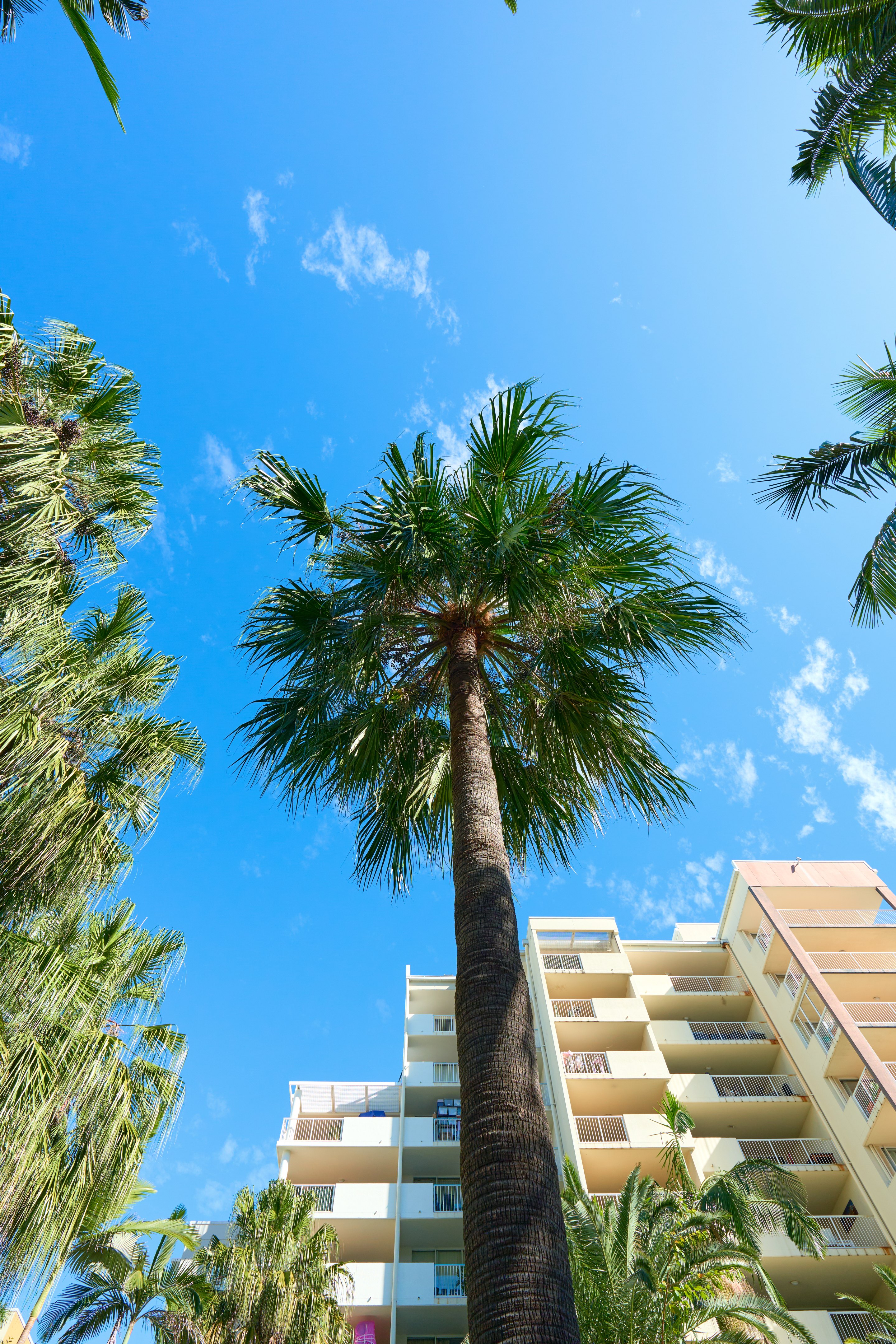 Upward view of palm trees framing tall residential apartment buildings against a bright blue sky.