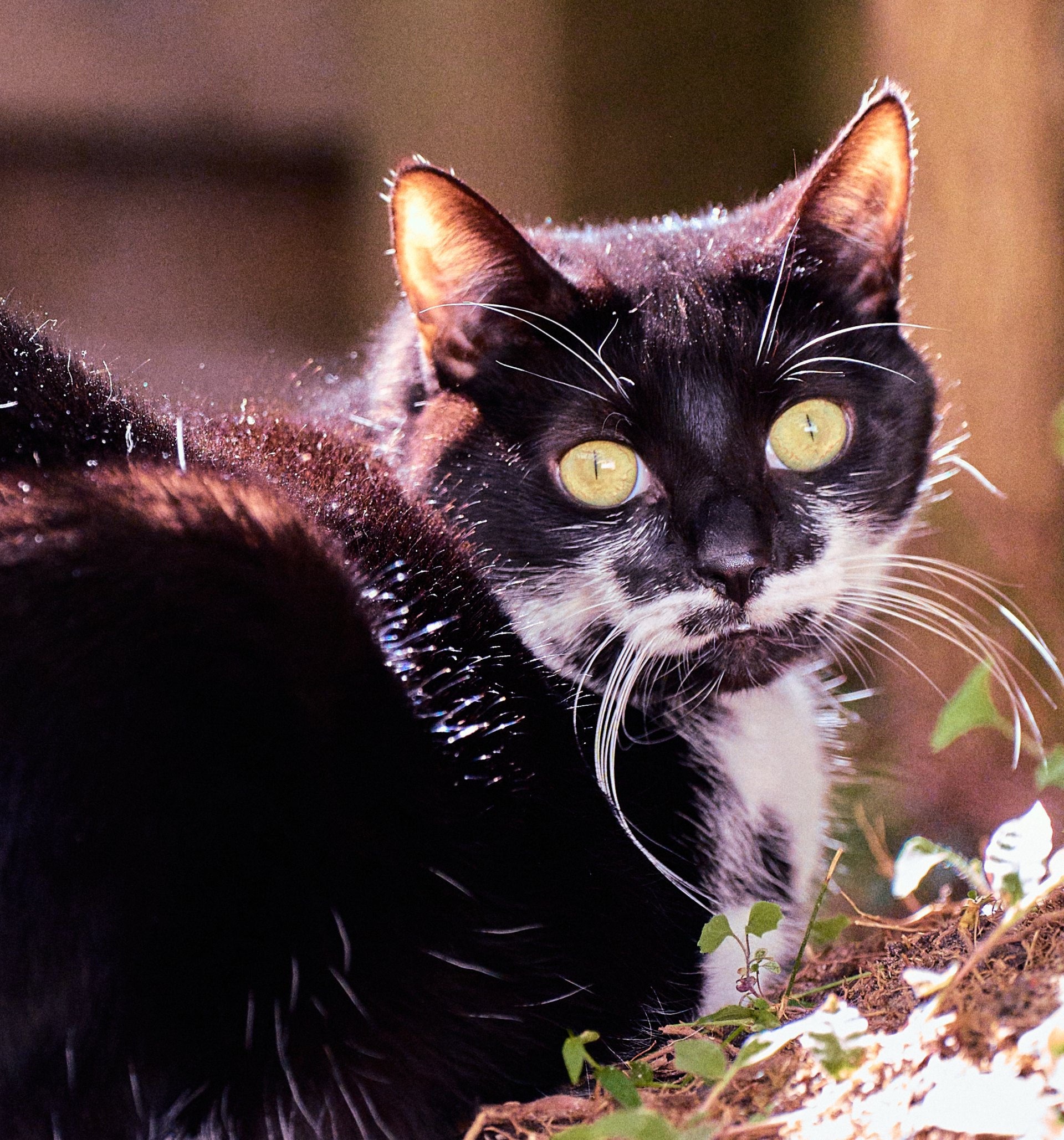 Black and white cat with striking golden eyes and white chest facing the camera, backlit against a blurred garden.