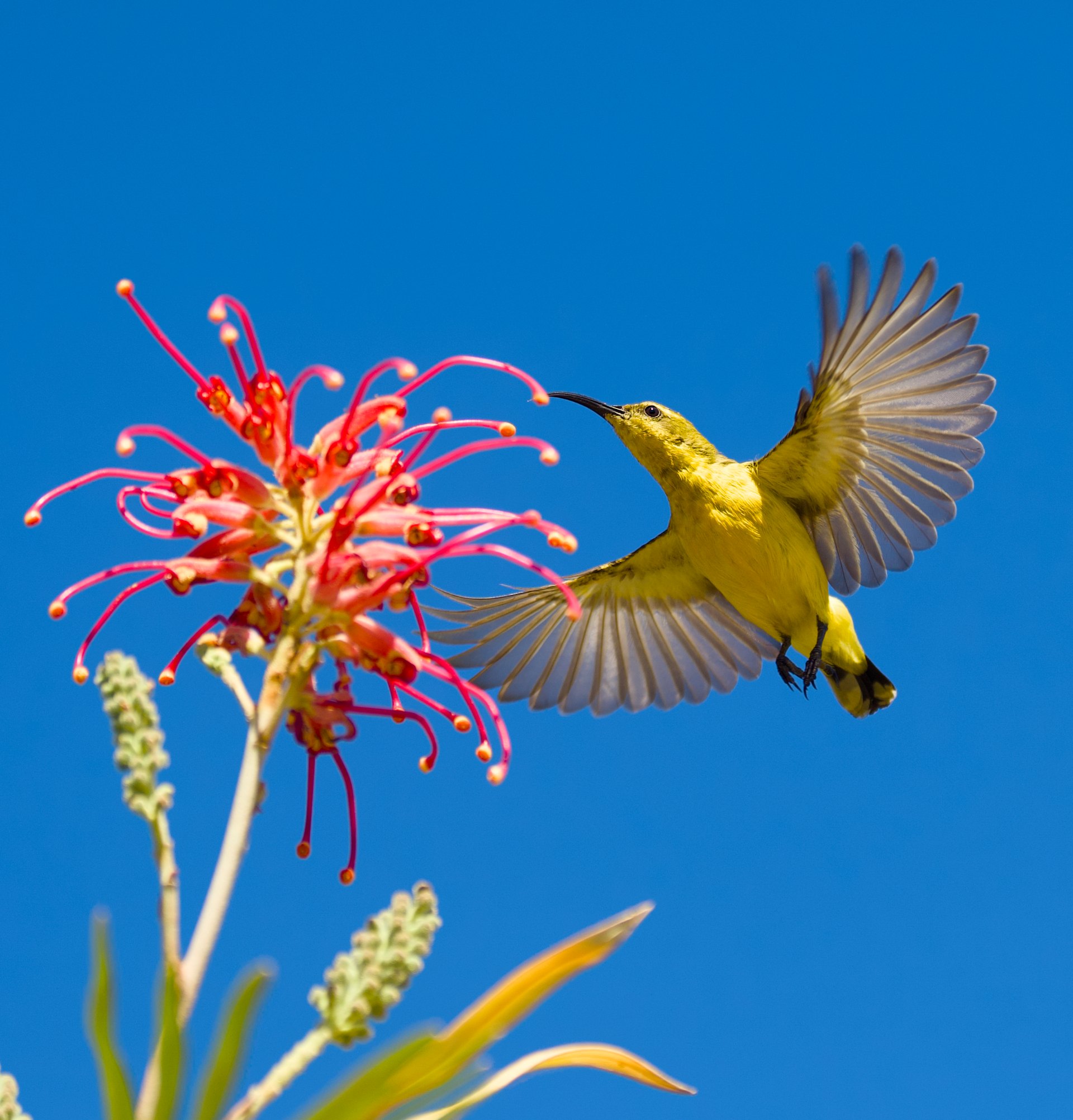 Yellow-green sunbird in flight with wings spread, approaching a red coral flower cluster against clear blue sky.