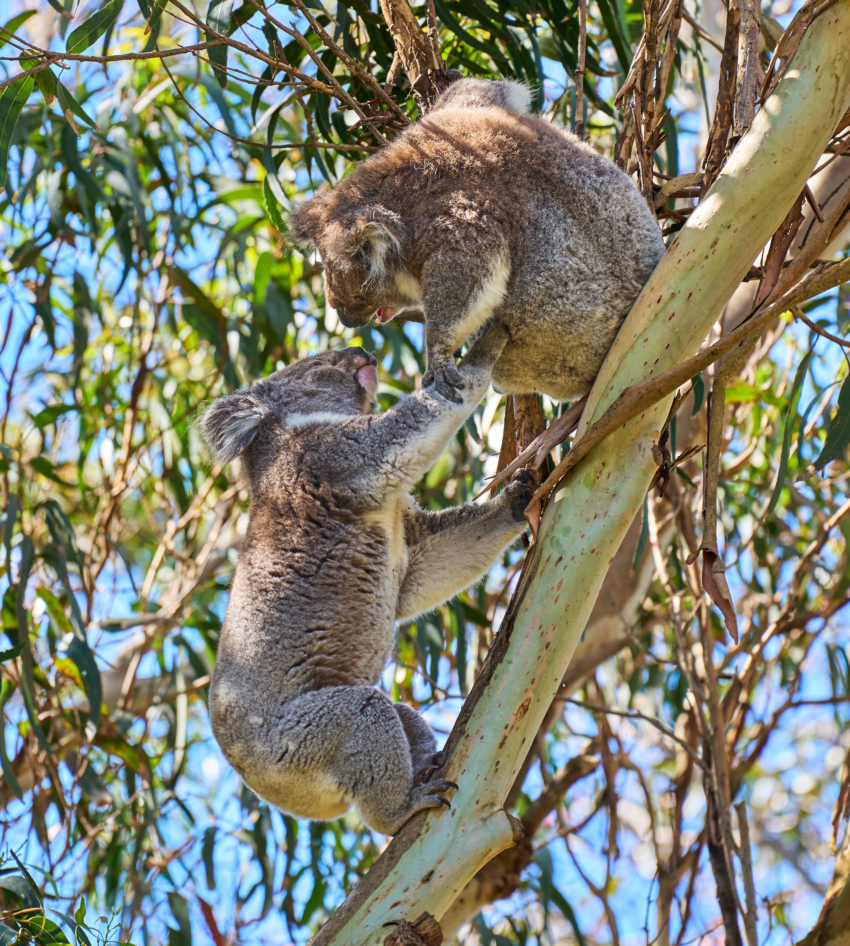 Two koalas clinging to a eucalyptus branch stacked vertically, with green foliage and clear sky visible.
