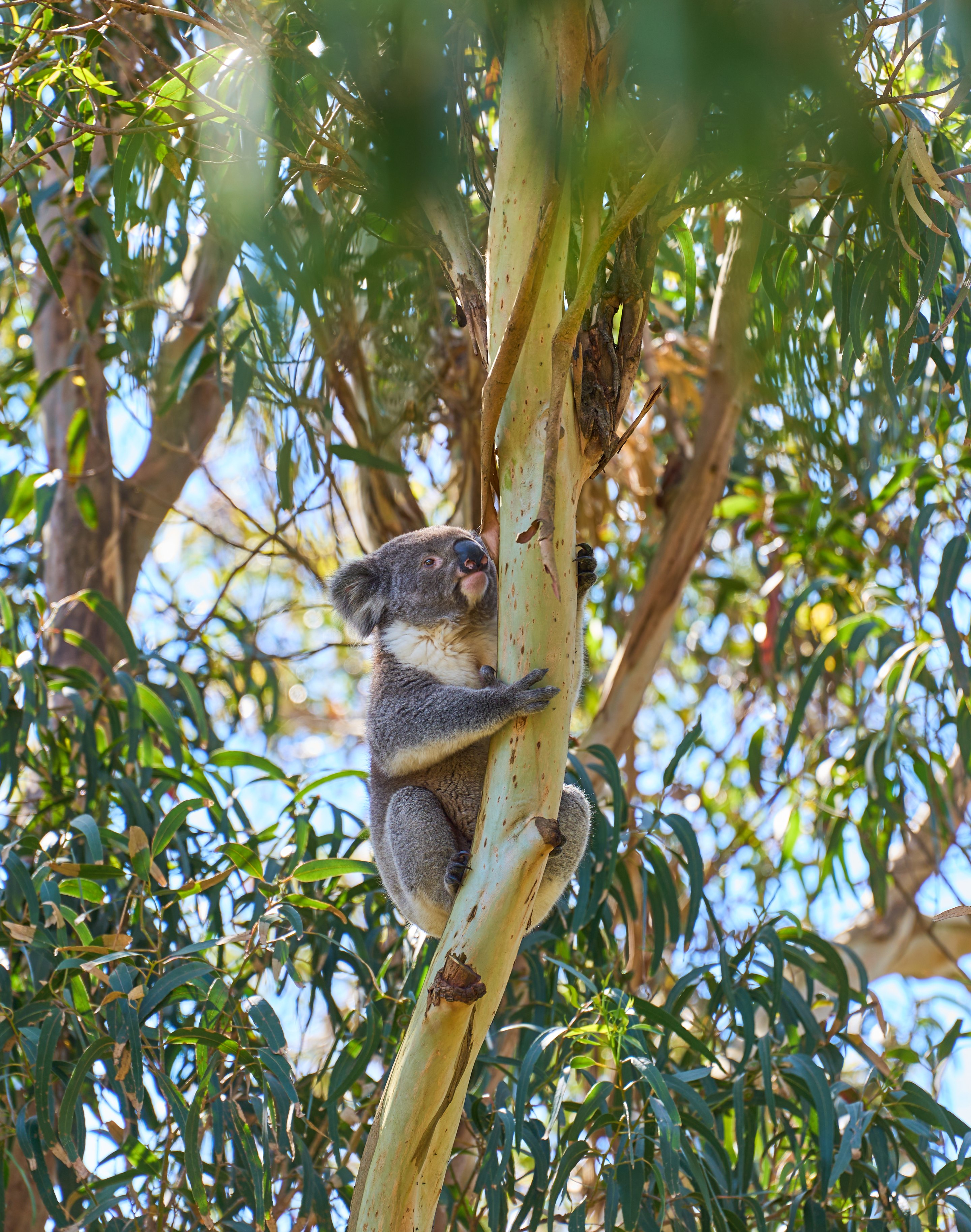 Koala clinging to an eucalyptus tree trunk with arms wrapped around it, surrounded by green leaves with clear blue sky above.