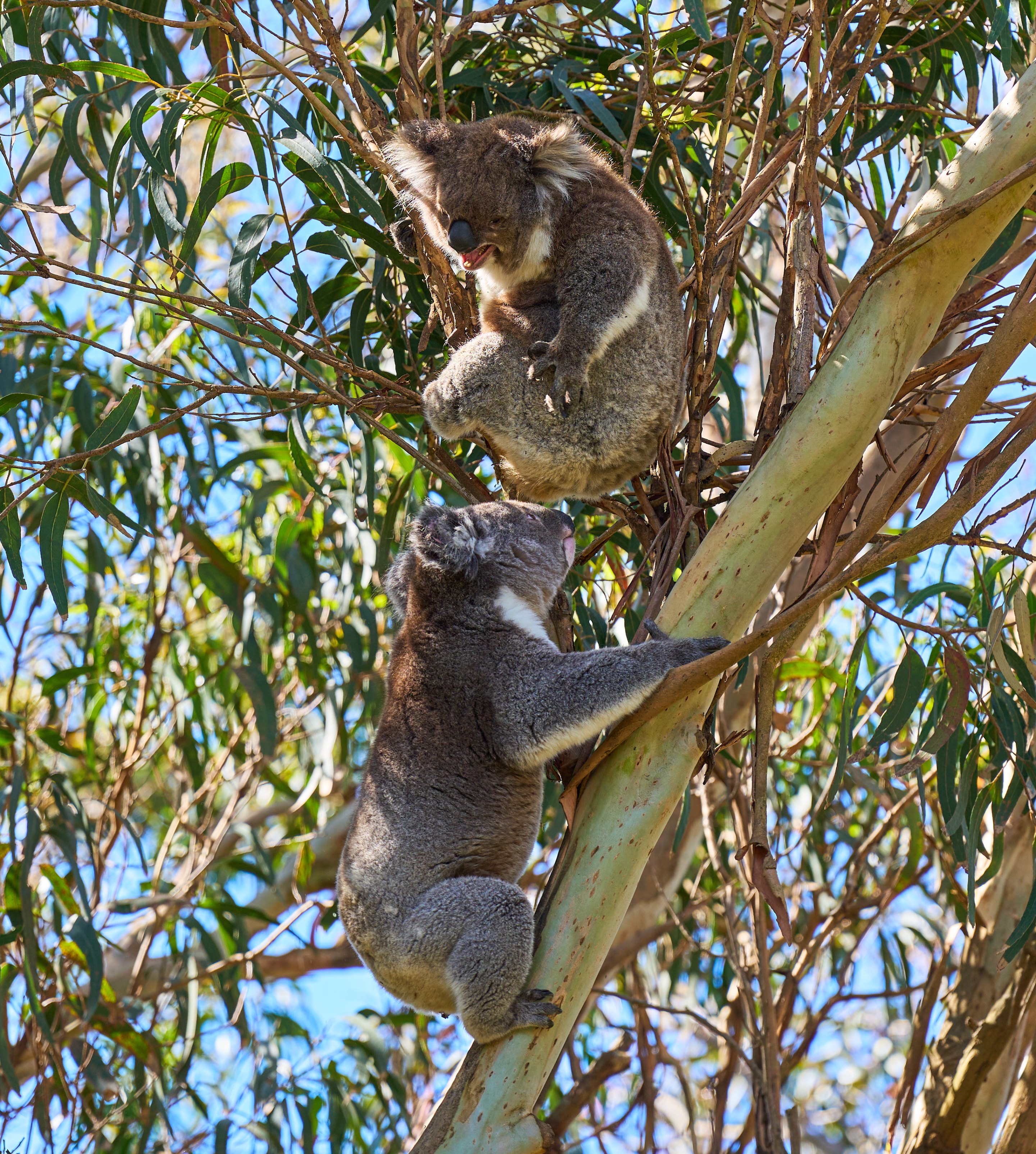 Koala suspended horizontally below a eucalyptus branch, arms and legs wrapped around the trunk, leaves and sky framing the shot from above.