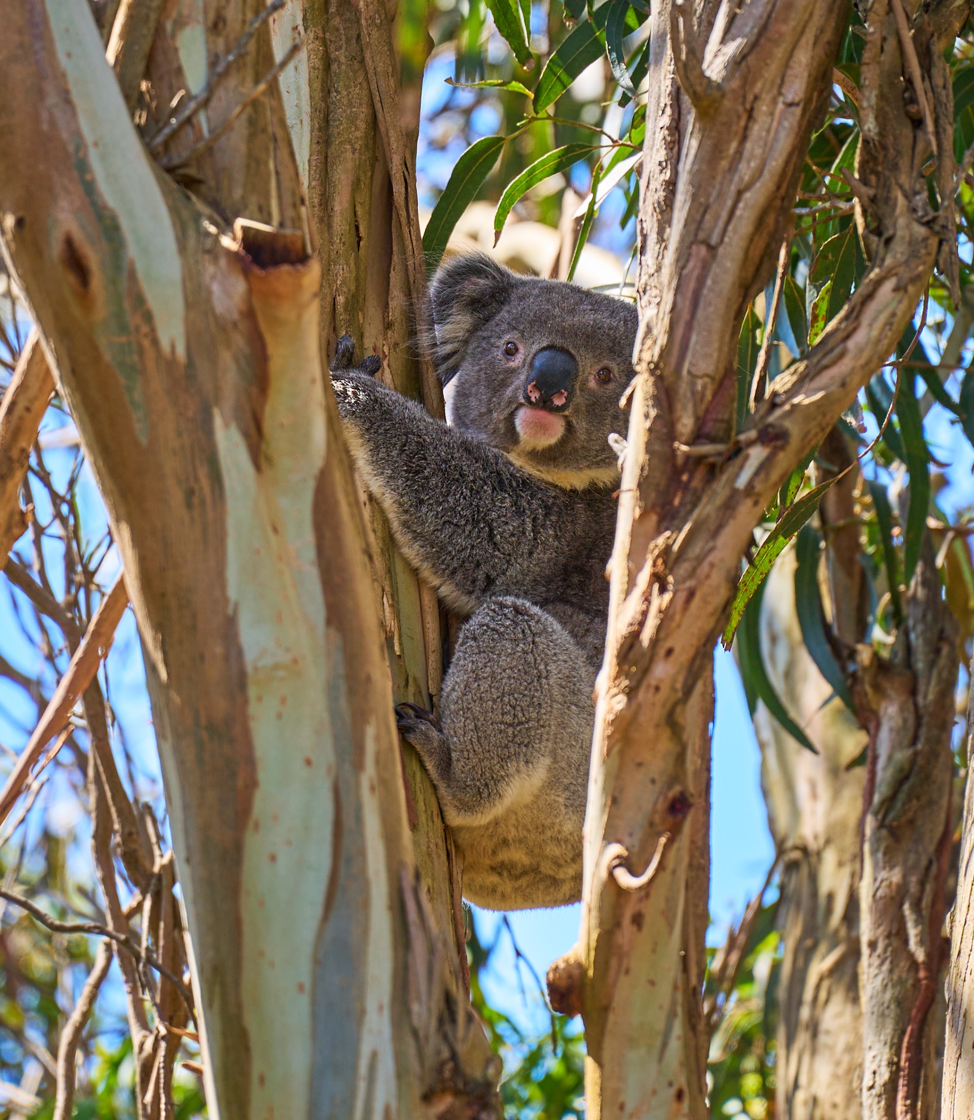 Koala nestled in a fork of an eucalyptus tree with its face clearly visible, pale tree bark and green leaves surrounding it.