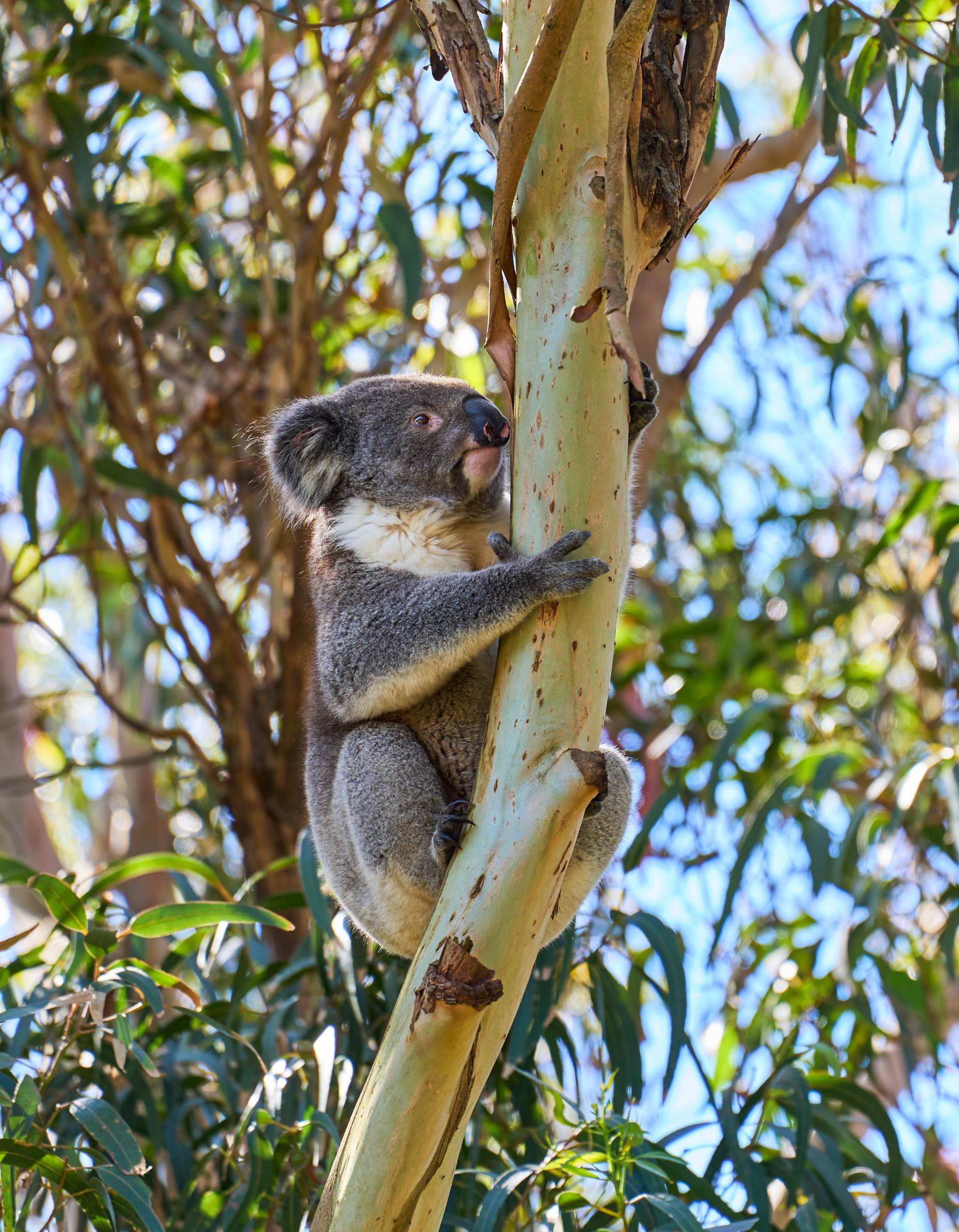 Koala gripping a eucalyptus branch with its arms and body, eucalyptus leaves and sky visible in the background.