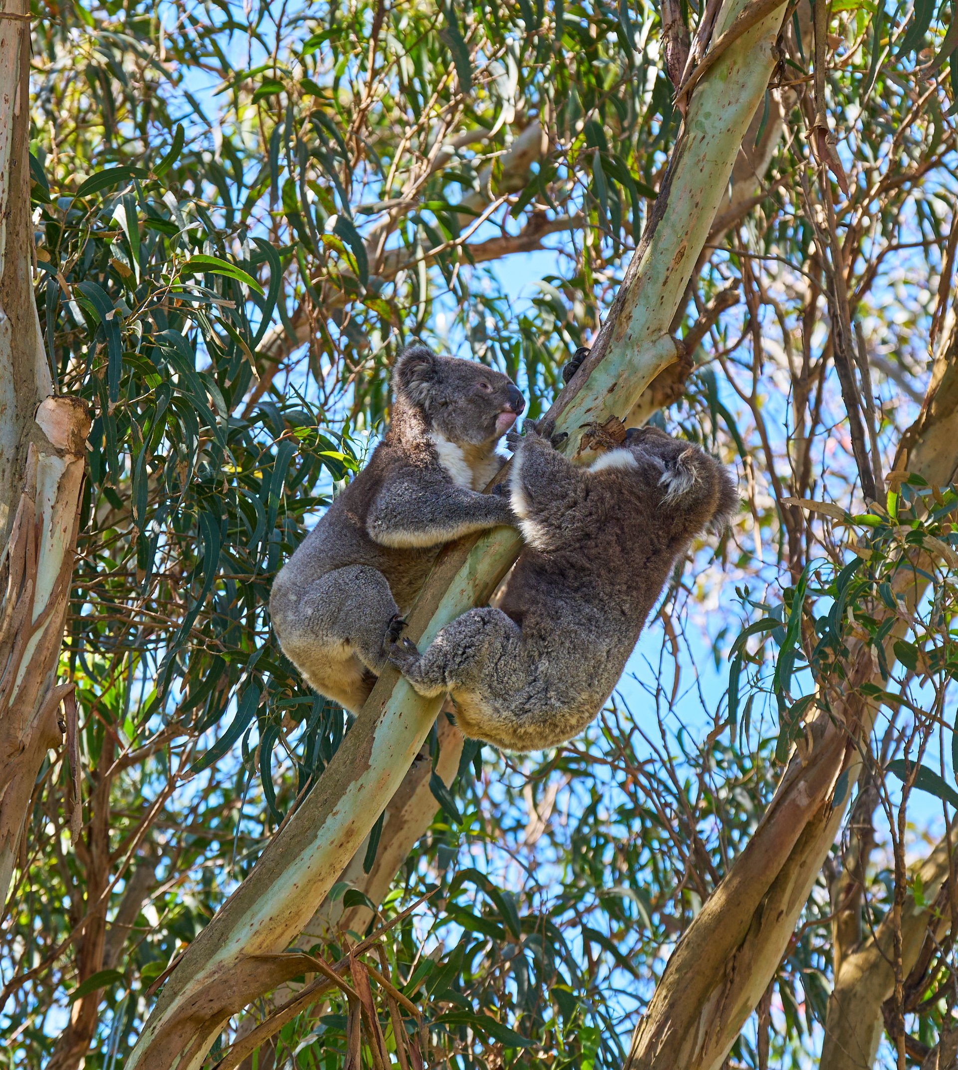 Koala hanging from multiple eucalyptus branches with limbs spread across different stems, framed against blue sky from below.