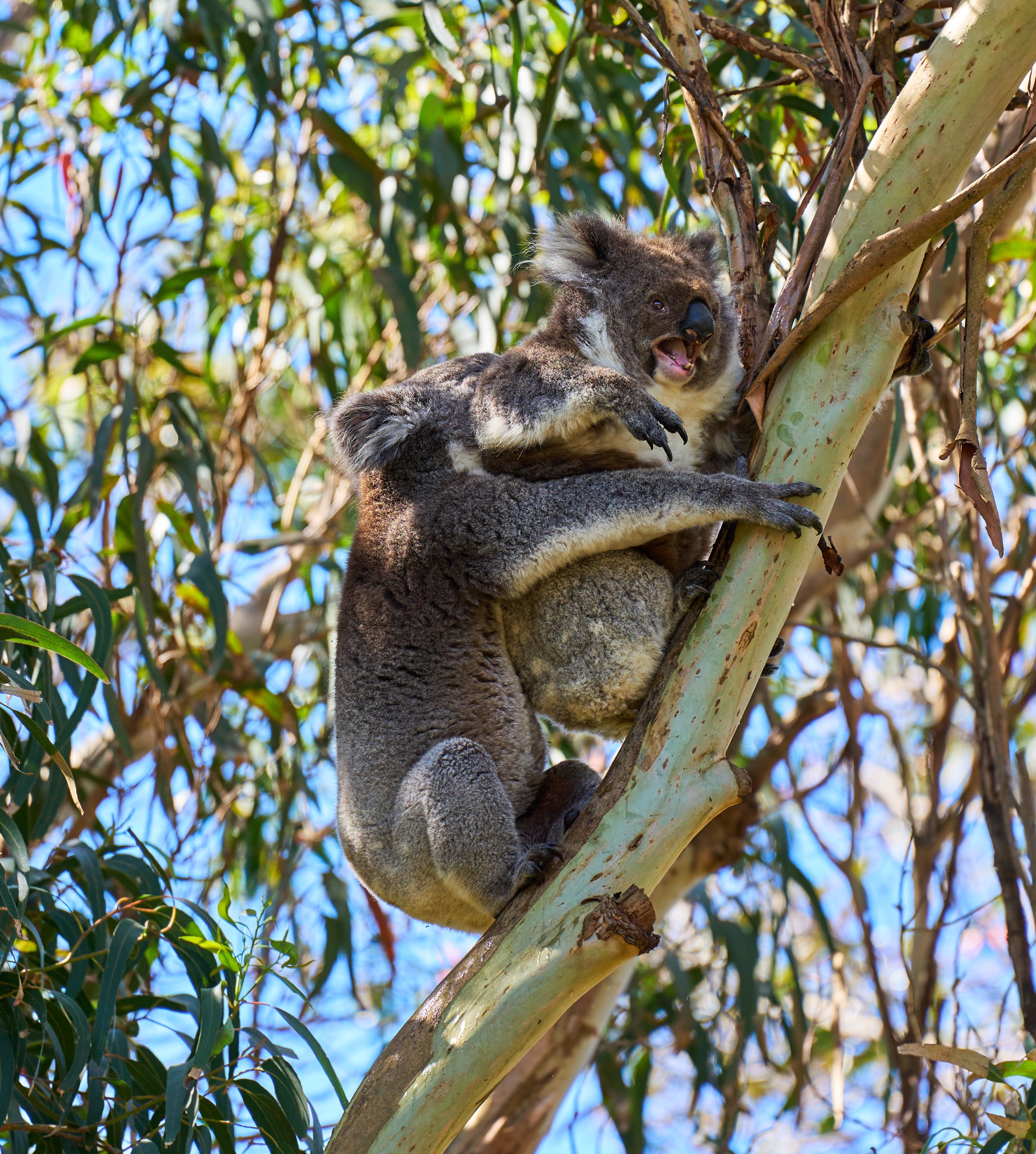 Koala gripping a eucalyptus branch with its body pressed against the trunk, viewed from the side with leaves and sky in the background.