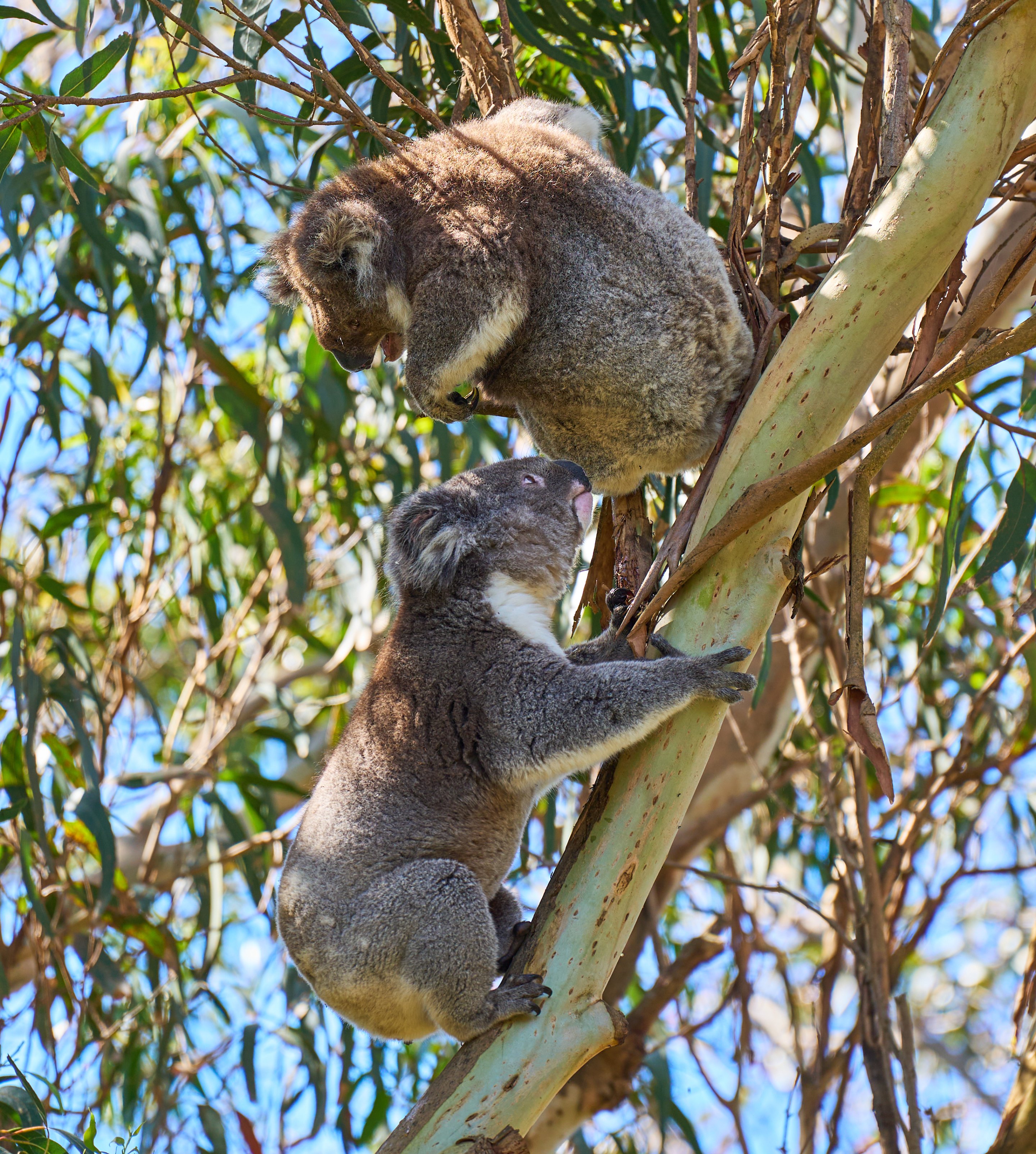 Two koalas positioned vertically on the same eucalyptus branch, surrounded by green leaves with bright daylight illuminating the scene.