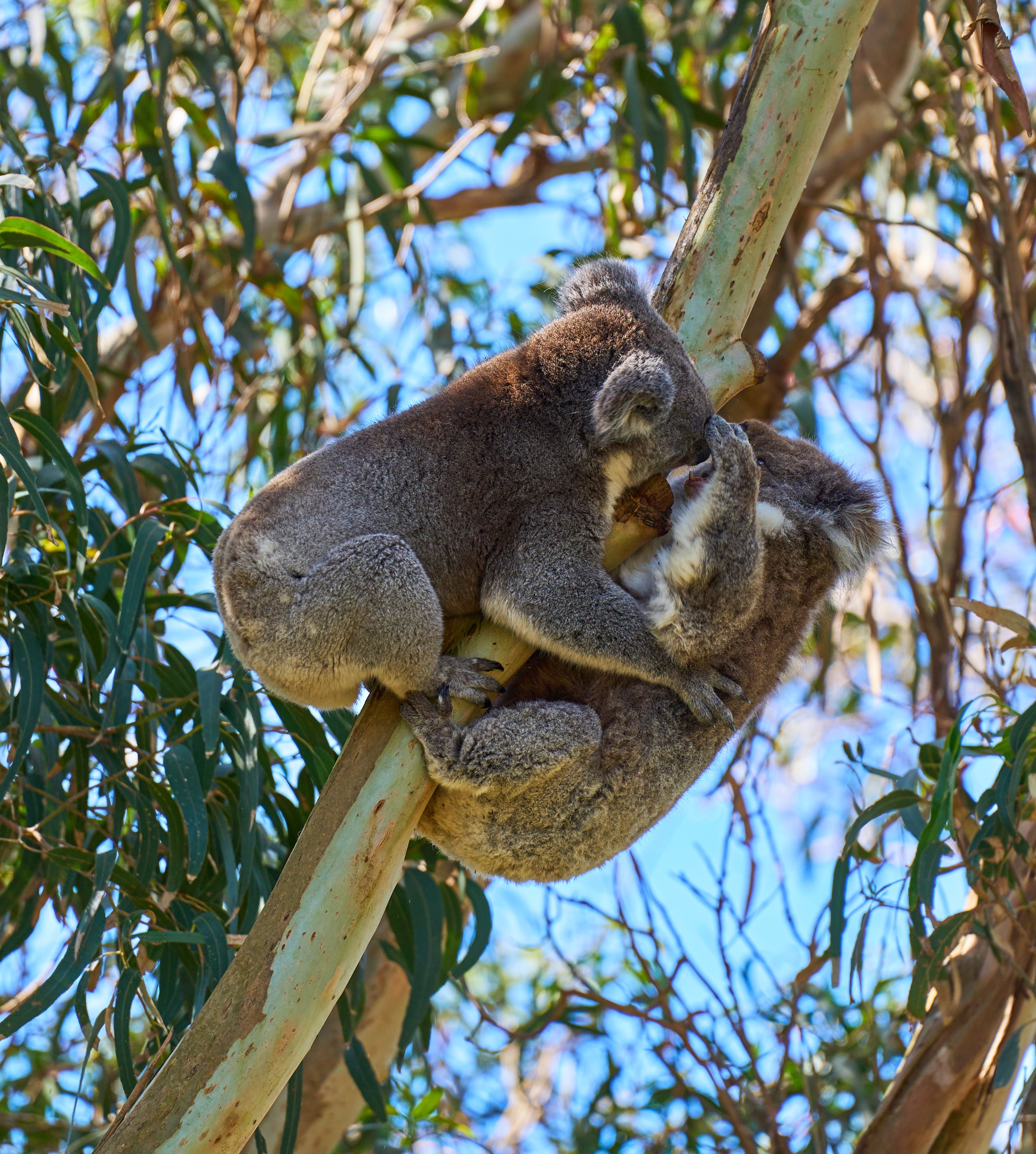 Koala grooming itself while hanging on a eucalyptus branch, captured in profile with green leaves surrounding the tree.