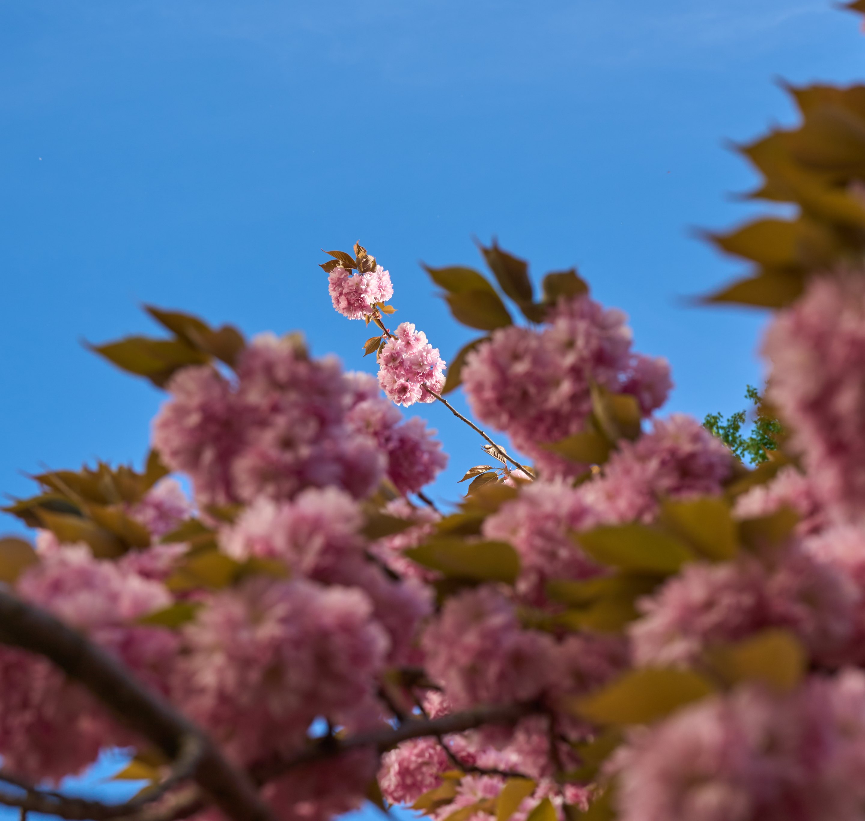 Pink flowering tree blossoms in sharp focus with clear blue sky background and green foliage.