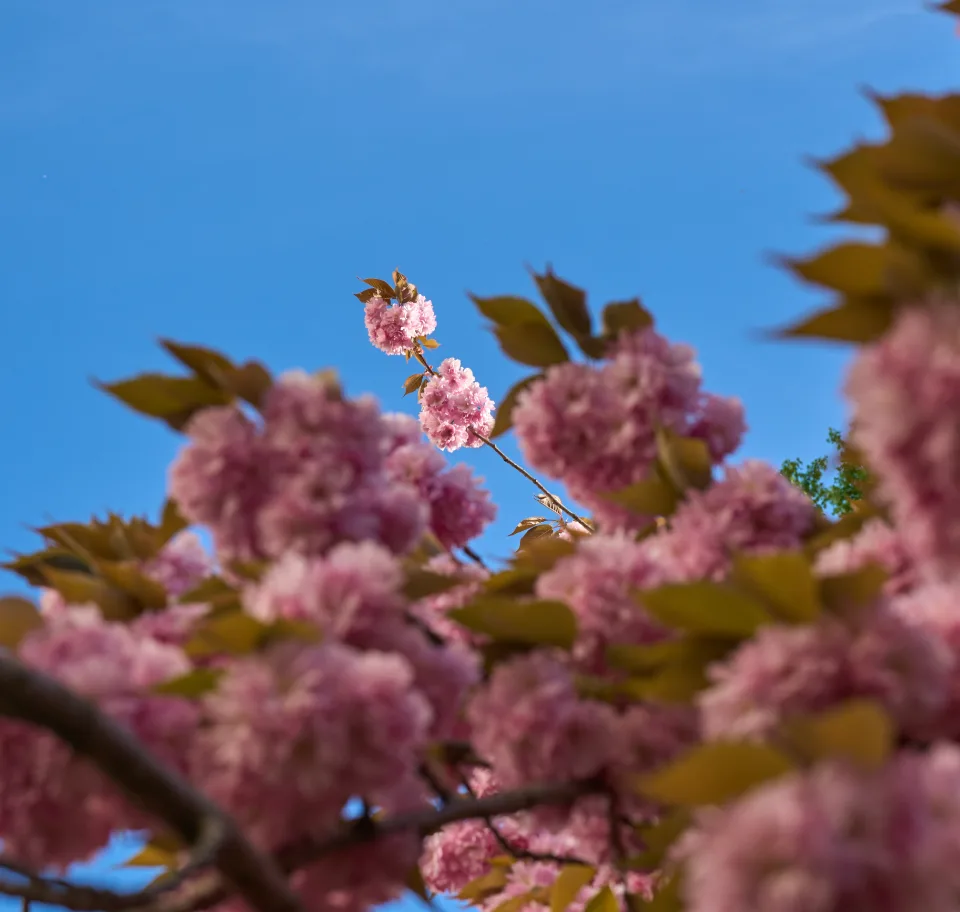 Pink flowering tree blossoms in sharp focus with clear blue sky background and green foliage.